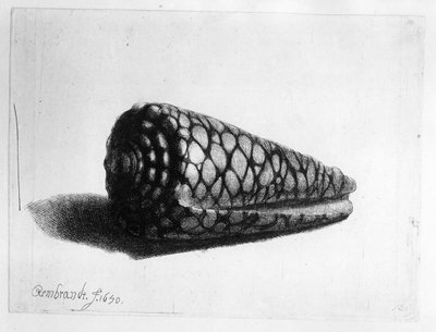 El caracol (Conus marmoreus) 1650 de Rembrandt van Rijn