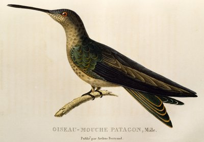 Colibrí gigante (Patagona gigas), grabado de Les trochilidees ou les colibris et les oiseaux-mouches de René Primevère Lesson
