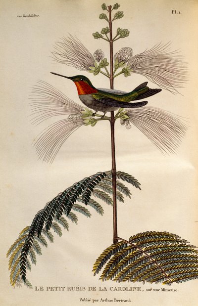 Colibrí garganta de rubí (Archilochus colubris), grabado de Les trochilidees ou les colibris et les oiseaux-mouches de René Primevère Lesson