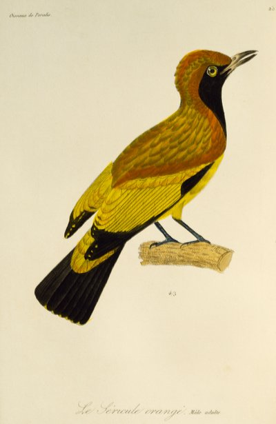 Macho adulto de pájaro enmascarado (Sericulus aureus), grabado de la Histoire naturelle des oiseaux de paradis et des epimagues de René Primevère Lesson