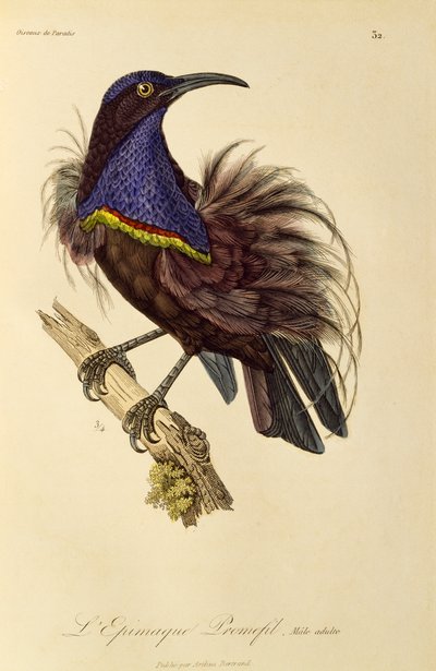Macho adulto de Ave Fugaz del Paraíso (Ptiloris paradiseus), grabado de Histoire naturelle des oiseaux de paradis et des epimagues de René Primevère Lesson