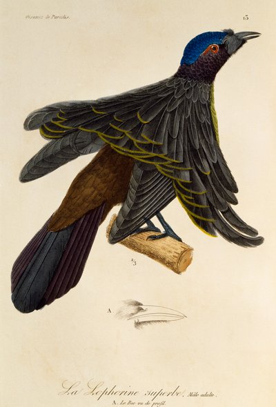 Macho adulto de Lophorina superba, grabado de Histoire naturelle des oiseaux de paradis et des epimagues de René Primevère Lesson