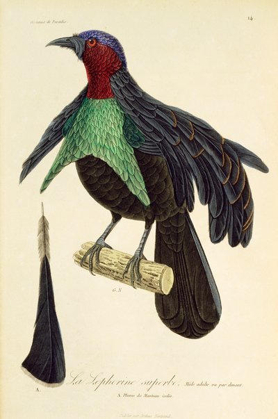Macho adulto de Lophorina superba, grabado de Histoire naturelle des oiseaux de paradis et des epimagues de René Primevère Lesson