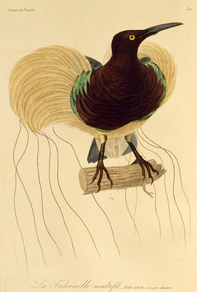 Macho adulto de ave de fortuna (Seleucidis melanoleuca), grabado de Histoire naturelle des oiseaux de paradis et des epimagues de René Primevère Lesson