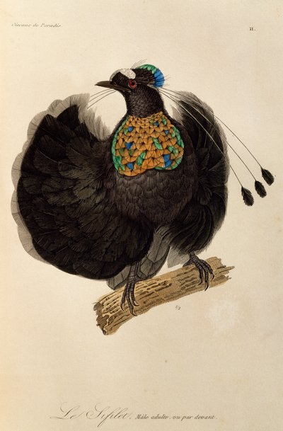 Macho adulto de Parotia occidental (Parotia sefilata), grabado de Histoire naturelle des oiseaux de paradis et des epimagues de René Primevère Lesson