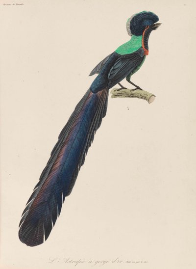 Ave del Paraíso, 1835 de René Primevère Lesson