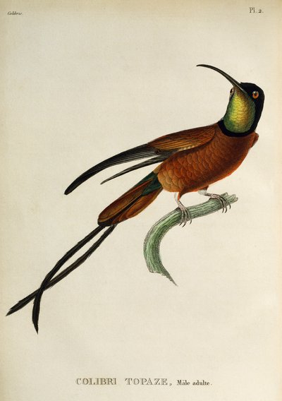 Topacio carmesí (Topaza pella), grabado de Les trochilidees ou les colibris et les oiseaux-mouches de René Primevère Lesson