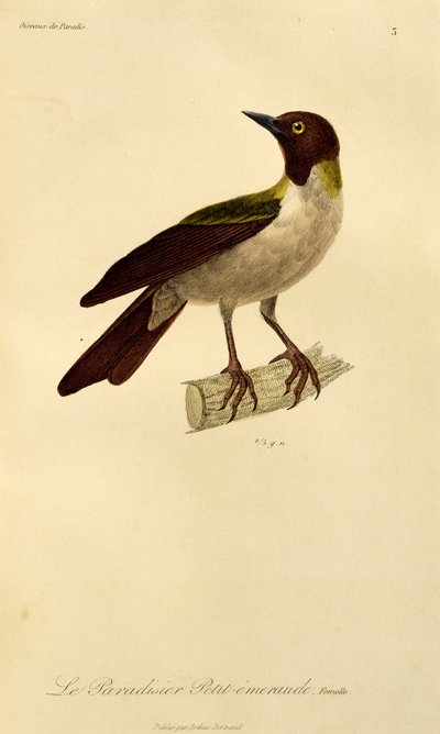 Hembra de ave menor del paraíso (Paradisaea minor), grabado de Histoire naturelle des oiseaux de paradis et des epimagues de René Primevère Lesson