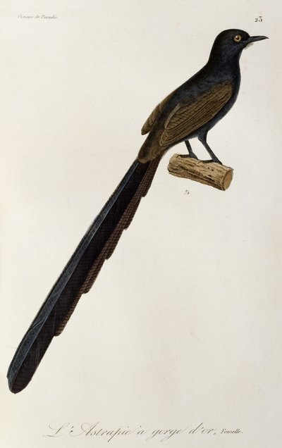 Gorget Hembra de ave de paraíso, grabado de Histoire naturelle des oiseaux de paradis et des epimagues de René Primevère Lesson