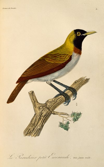 Macho juvenil de ave menor del paraíso (Paradisaea minor), grabado de Histoire naturelle des oiseaux de paradis et des epimagues de René Primevère Lesson