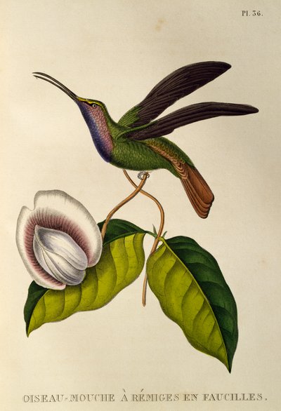 Sabrewing lazulino (Campylopterus falcatus), grabado de Les trochilidees o colibríes y picaflores de René Primevère Lesson