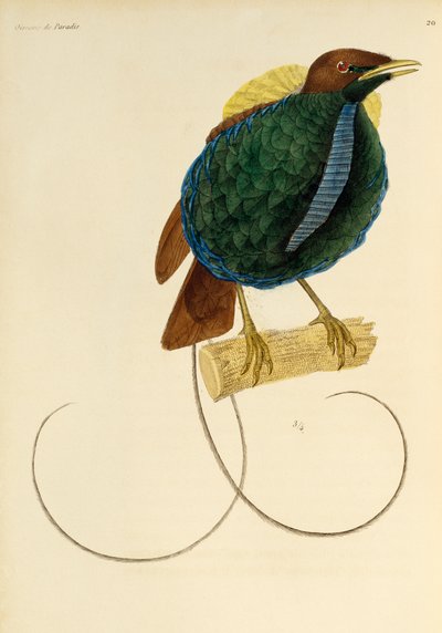 Macho de ave magnífica (Cicinnurus magnificus), grabado de Histoire naturelle des oiseaux de paradis et des epimagues de René Primevère Lesson