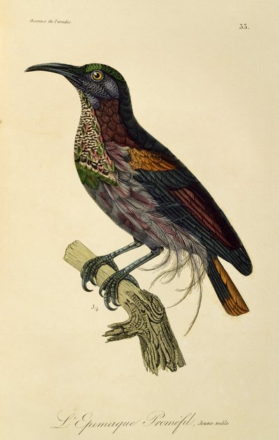Macho joven de avefría del paraíso (Ptiloris paradiseus), grabado de Histoire naturelle des oiseaux de paradis et des epimagues de René Primevère Lesson
