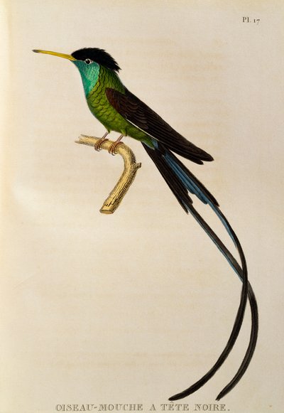 Cola de Serpiente de Pico Rojo (Trochilus polytmus), grabado de Les trochilidees ou les colibris et les oiseaux-mouches de René Primevère Lesson