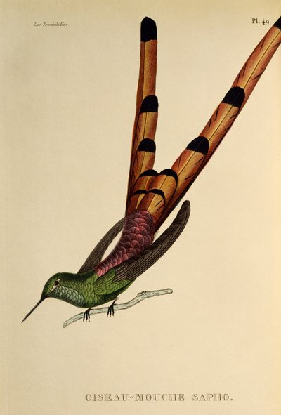 Cometa de cola roja (Sappho sparganurus), grabado de Les trochilidees o colibríes y picaflores de René Primevère Lesson