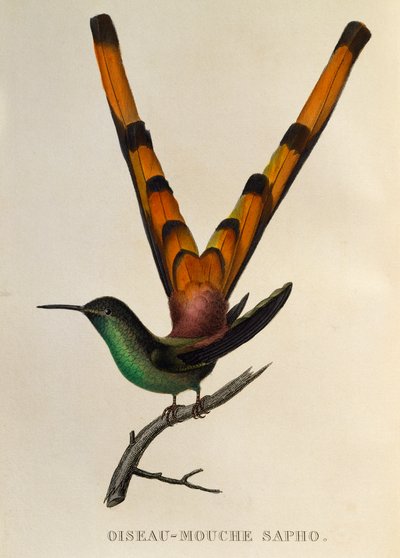 Cometa de cola roja (Sappho sparganurus), grabado de Les trochilidees o colibríes y picaflores de René Primevère Lesson
