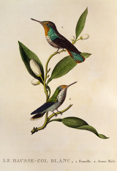 Hembra de colibrí rubí y macho joven (Chrysolampis mosquitus), grabado de Les trochilidees ou les colibris et les oiseaux-mouches de René Primevère Lesson