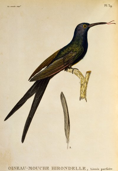 Colibrí de cola de golondrina (Eupetomena macroura), grabado de Les trochilidees ou les colibris et les oiseaux-mouches de René Primevère Lesson