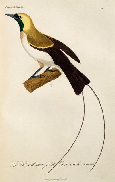 Macho joven de ave menor del paraíso (Paradisaea minor), grabado de Histoire naturelle des oiseaux de paradis et des epimagues de René Primevère Lesson