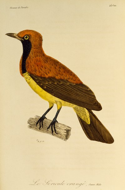 Macho joven de pájaro enmascarado (Sericulus aureus), grabado de Histoire naturelle des oiseaux de paradis et des epimagues de René Primevère Lesson