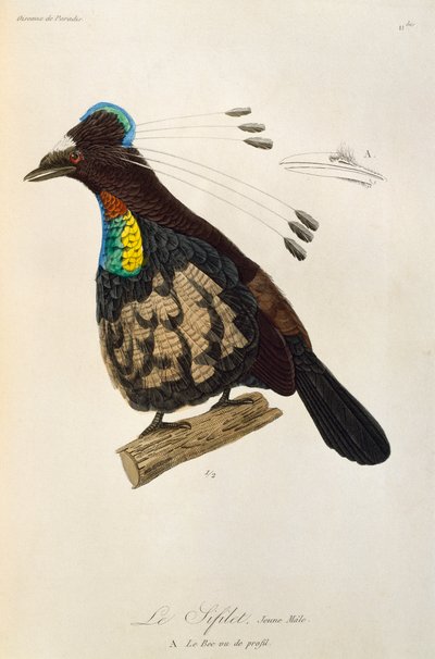 Macho joven de Parotia occidental (Parotia sefilata), grabado de Histoire naturelle des oiseaux de paradis et des epimagues de René Primevère Lesson