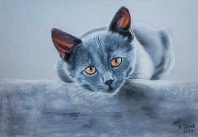 Gato Gris de Renate Dohr