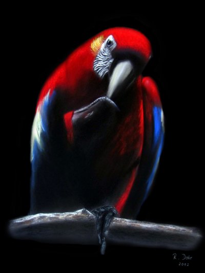 Loro de Renate Dohr
