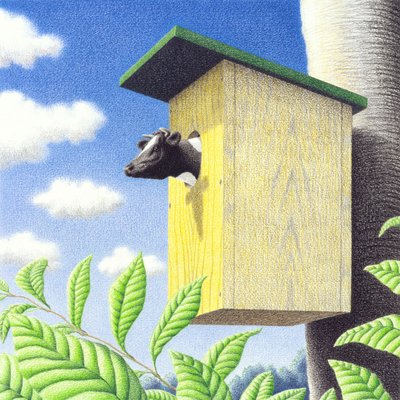 Cuco de Rene Boin