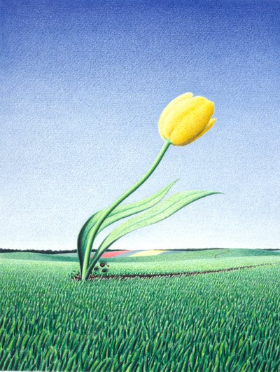Tulipán rápido de Rene Boin