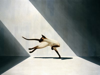 Gato siamés de Rene Boin