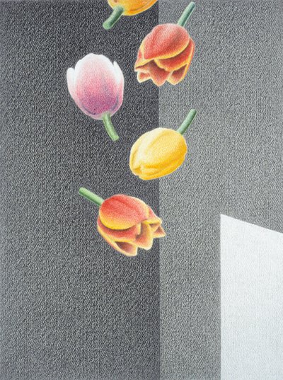 Tulipanes de Rene Boin