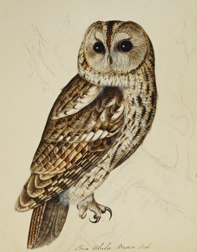 Búho pardo (Strix Ulula) de Rev. C. Atkinson