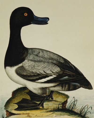 Pato Scaup de Rev. C. Atkinson
