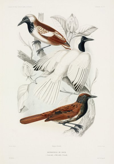 Hormigueros de John Pardon