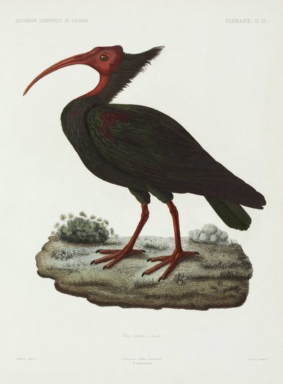 Ibis calvo, Argelia de John Pardon