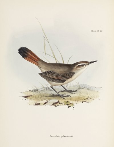 Bandurria de cola anillada, América del Sur, c. 1832-1836 de John Pardon