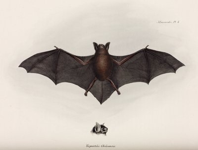 Murciélago, América del Sur, c. 1832-1836 de John Pardon
