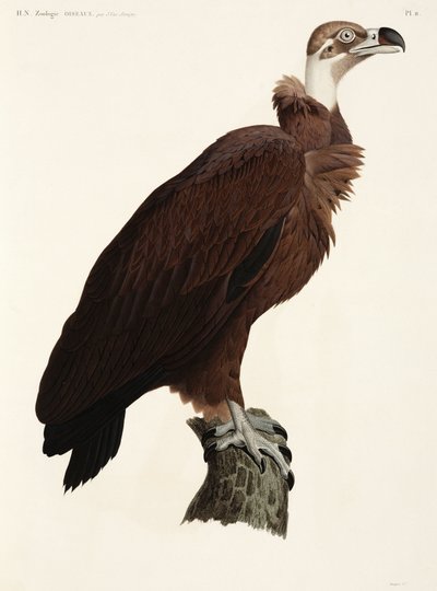 Buitre pardo, Egipto de John Pardon