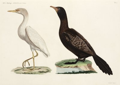 Garcilla bueyera y cormorán de cola larga, Egipto de John Pardon