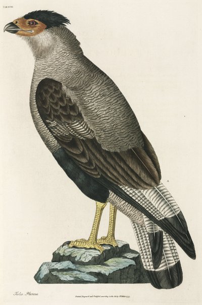 Caracara crestado de John Pardon