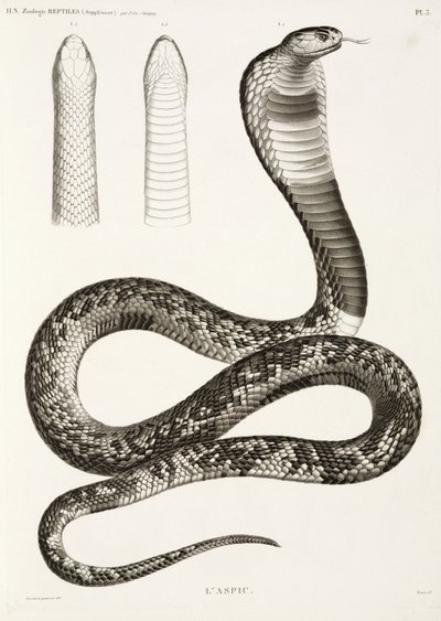 Cobra egipcia de John Pardon