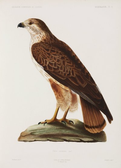 Halcón, Argelia de John Pardon