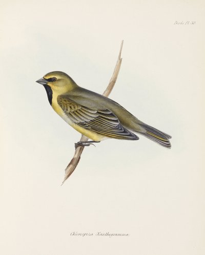 Pinzón, c. 1832-1836 de John Pardon