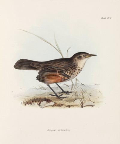 Atrapamoscas, c. 1832-1836 de John Pardon