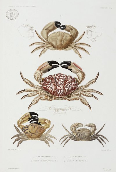 Cuatro tipos de cangrejo de John Pardon
