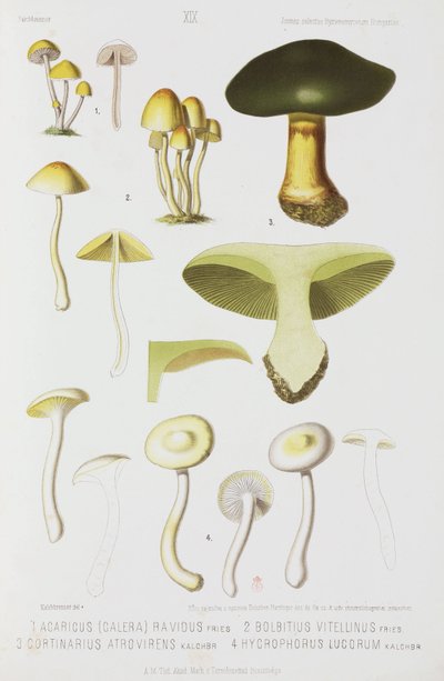 Cuatro tipos de hongos, c. 1874 de John Pardon