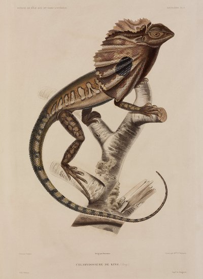 Lagarto de cuello frill de John Pardon