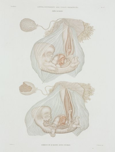 Ginecología feto humano a los 40 días, c. 1847-1859 de John Pardon