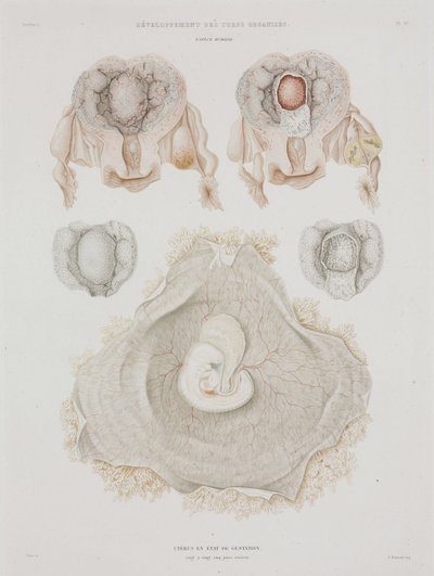 Ginecología útero humano con embrión, c. 1847-1859 de John Pardon