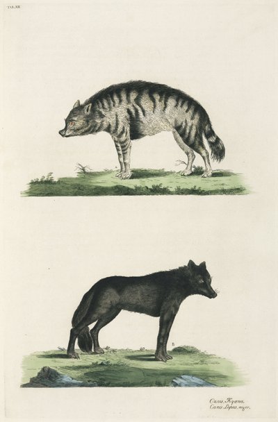 Hiena y lobo de John Pardon